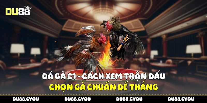 Đá Gà C1 - Cách Xem Trận Đấu, Chọn Gà Chuẩn Để Thắng 1 Đá Gà C1