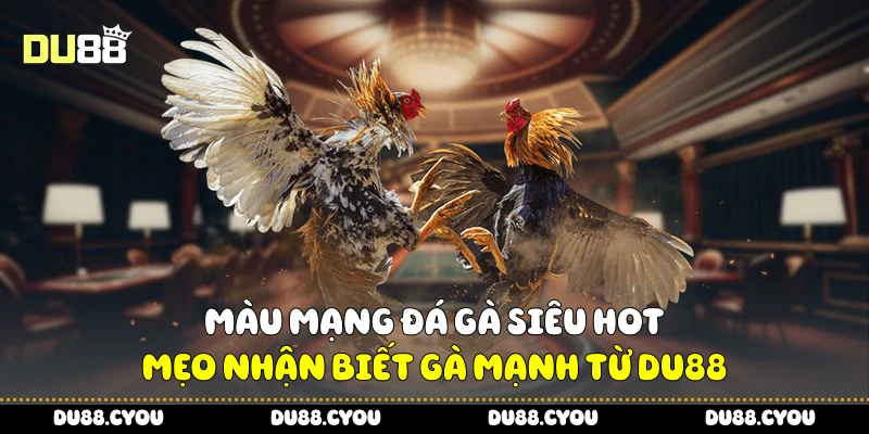 Màu Mạng Đá Gà Siêu Hot - Mẹo Nhận Biết Gà Mạnh Từ Du88 2 Màu mạng đá gà